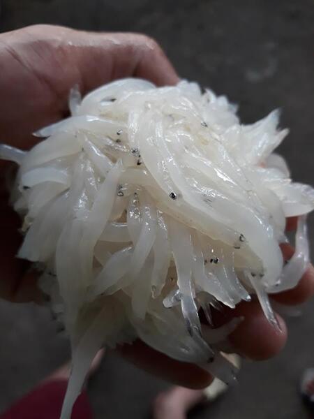 Cá thủy tinh
